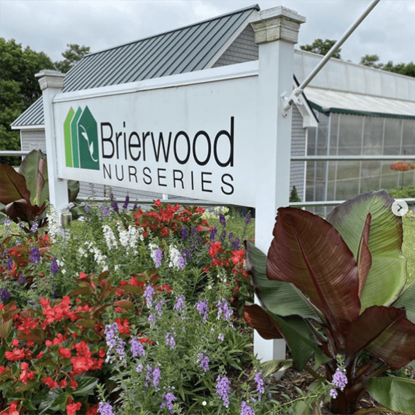 brierwood