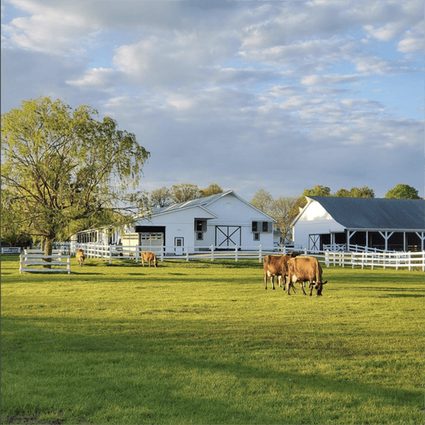 arethusa farm tour