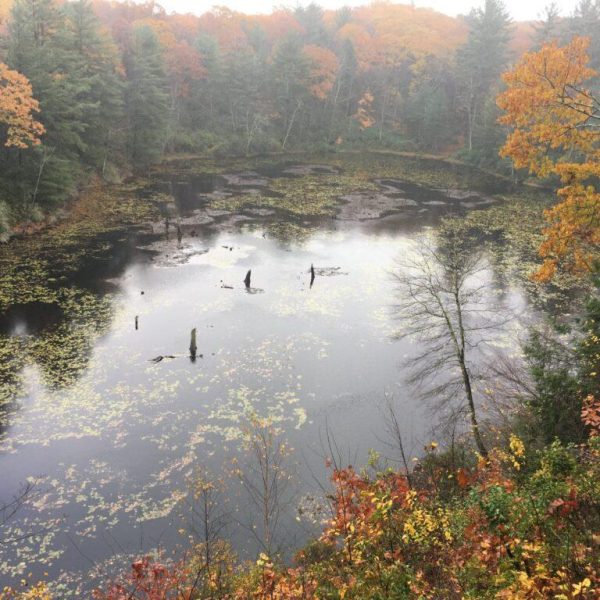 fall-foliage