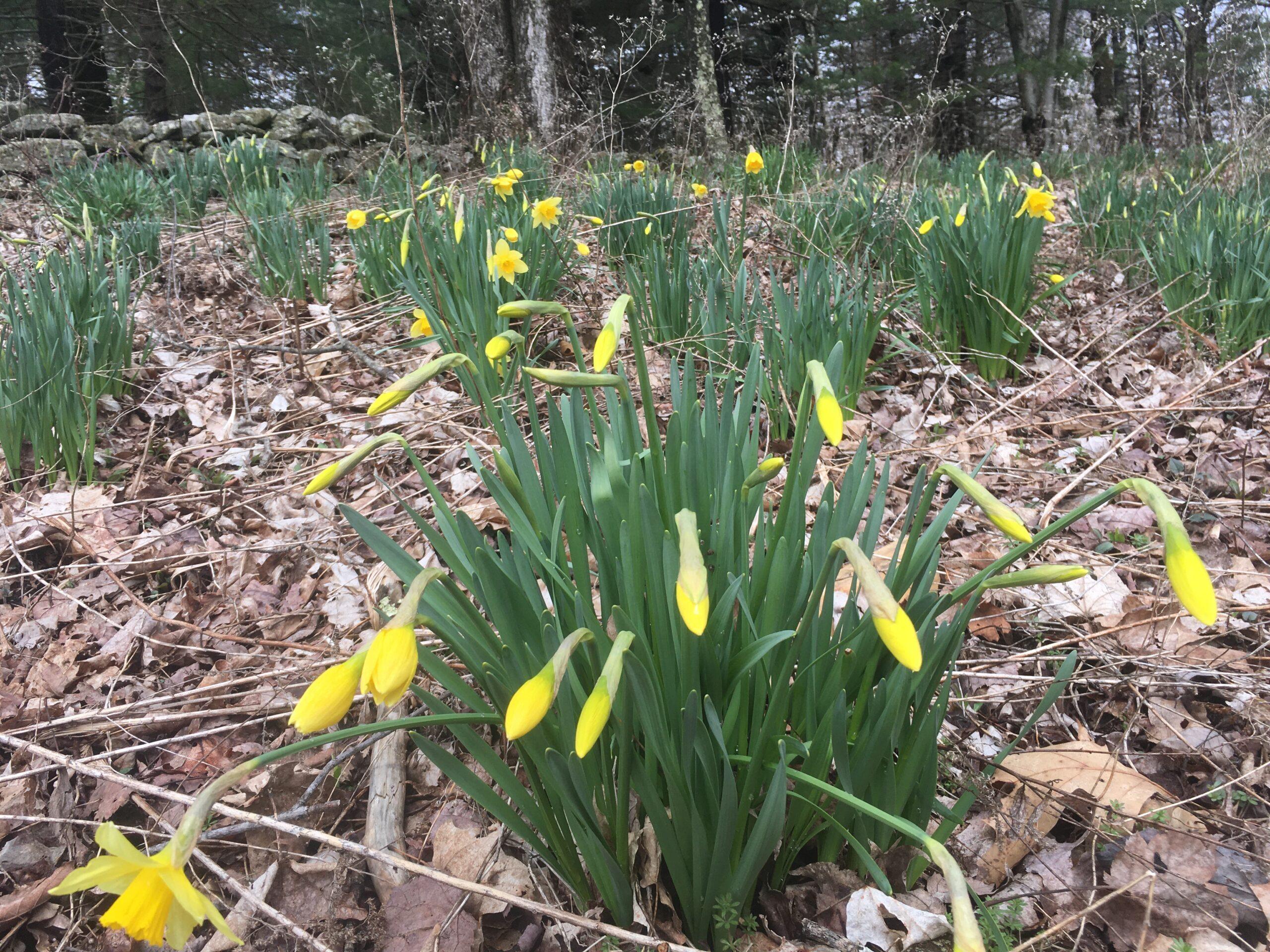 The Laurel Ridge daffodils on April 8, 2022.