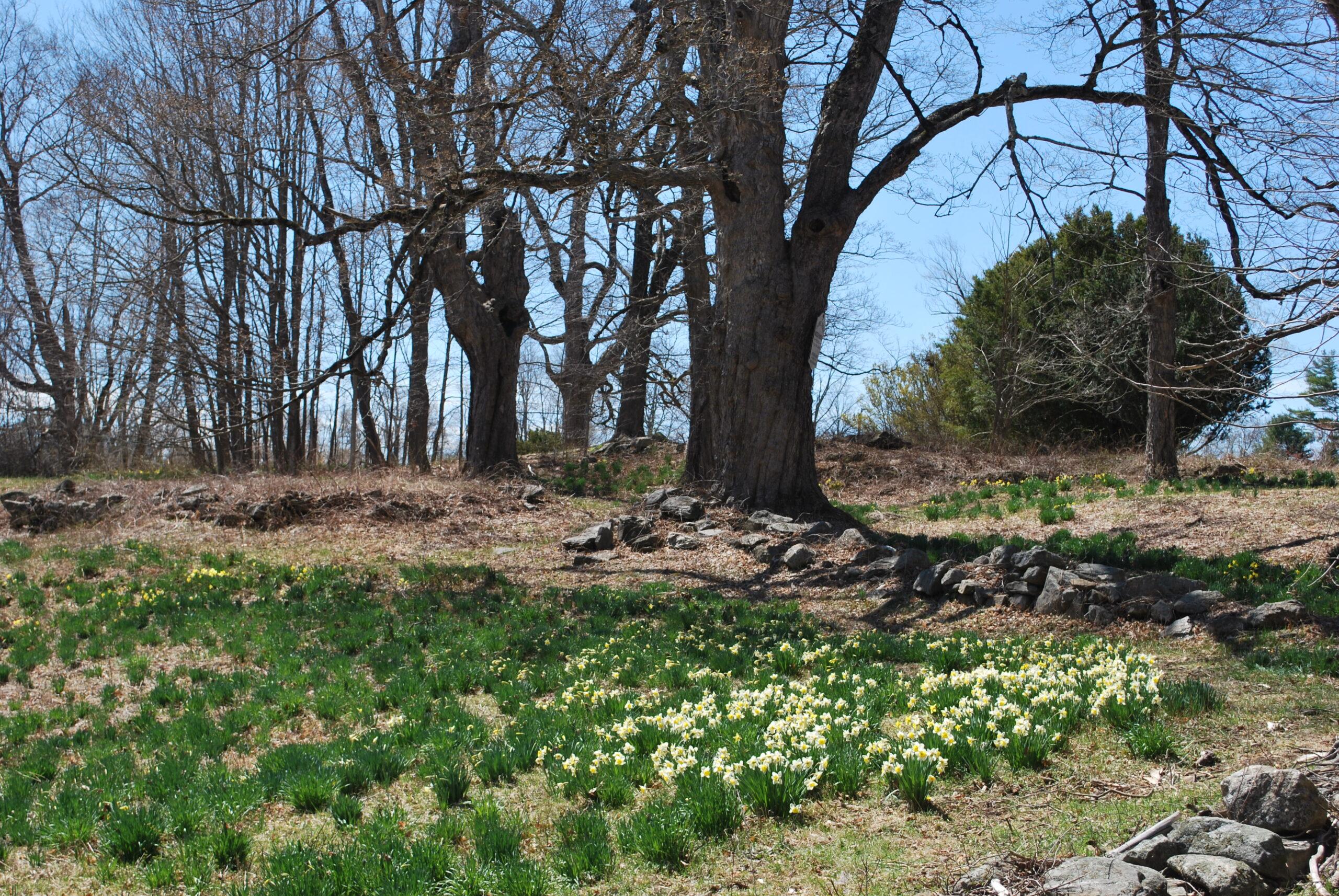 The Laurel Ridge daffodils heading toward the peak in 2021.