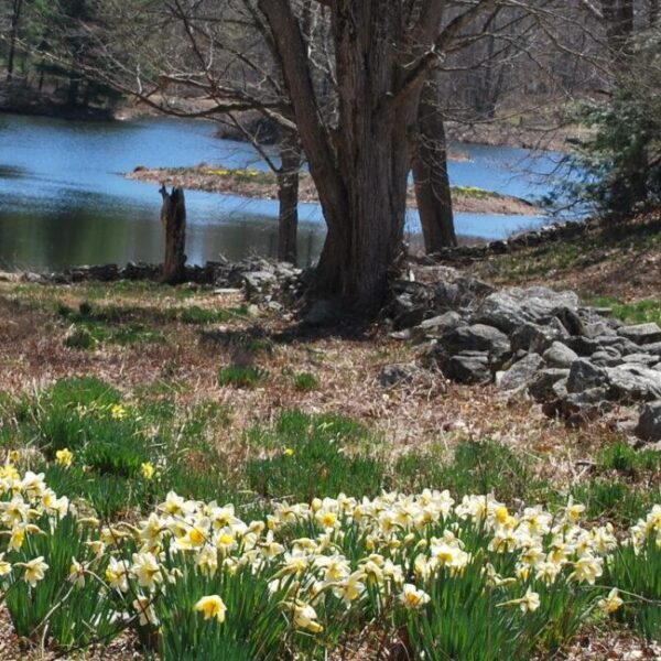 Daffodils