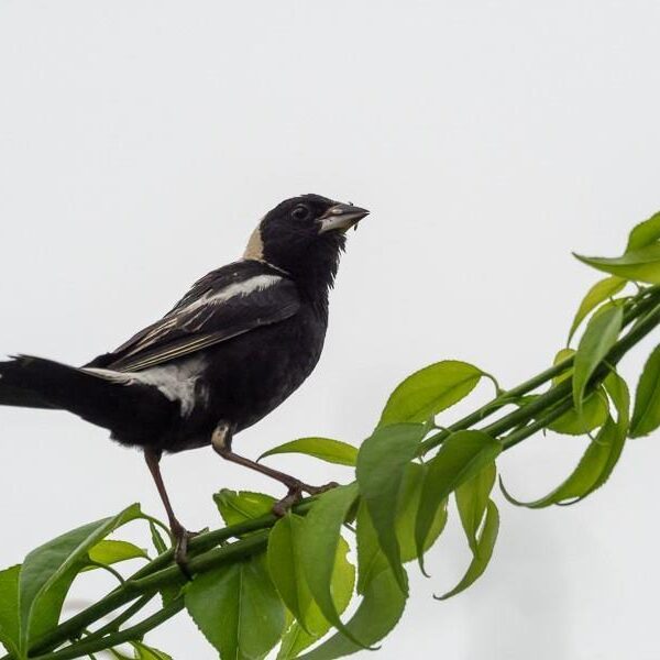 bobolinks