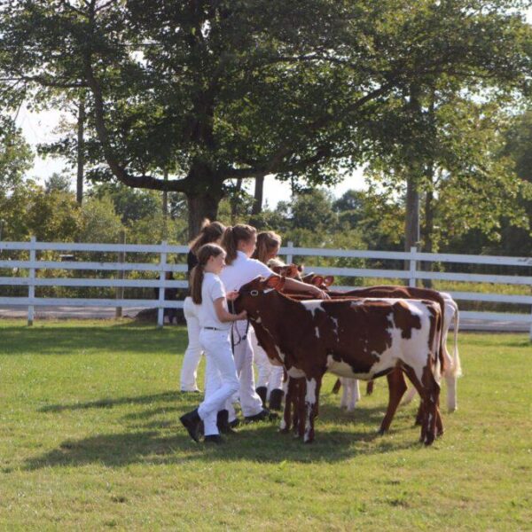 Goshen Fair