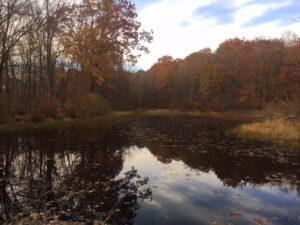 Boyd Woods Audubon preserve Litchfield CT