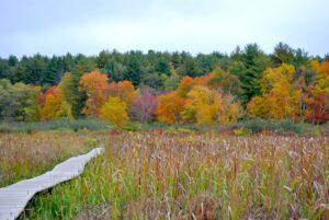 Little Pond boardwalk trail White Memorial