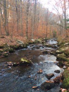 A pretty brook in the Boyd Woods Audubon Sanctuary in late fall.