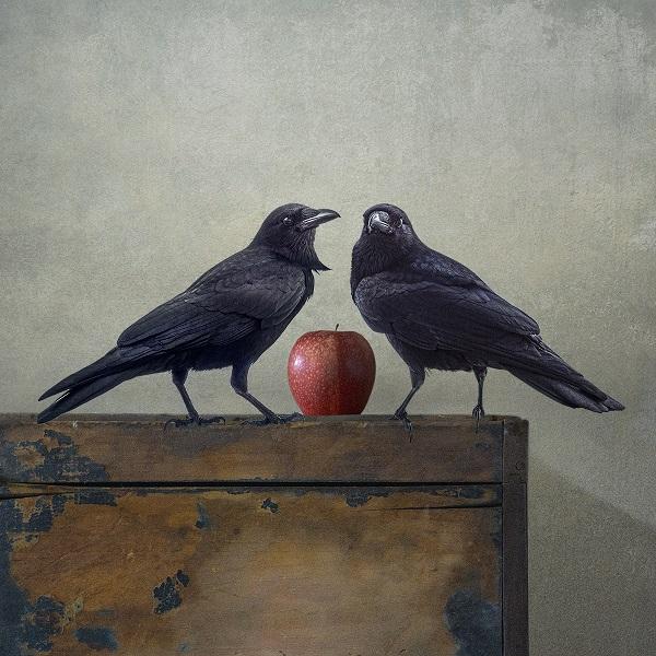 two crows on box with apple square copy