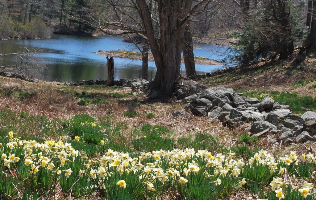 daffodils