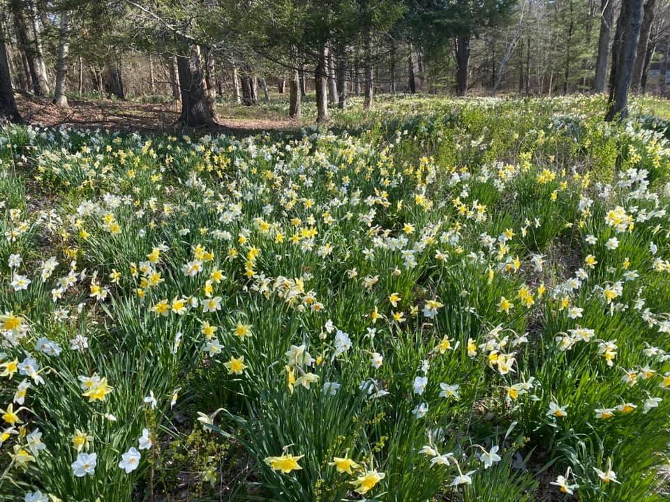 daffodils