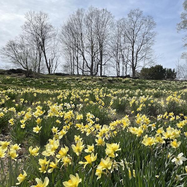 Laurel Ridge Daffodils