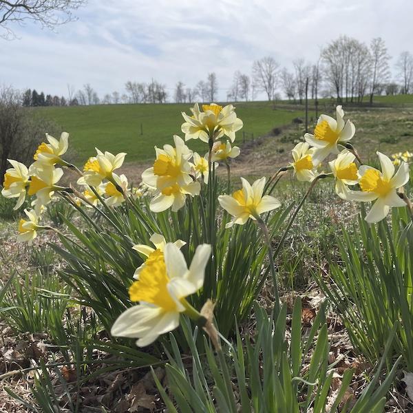 Laurel Ridge Daffodils