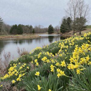 Laurel Ridge Daffodils