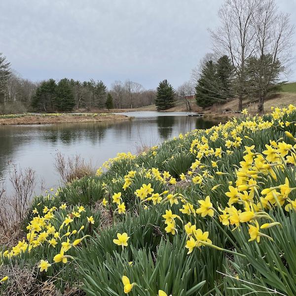 Laurel Ridge Daffodils