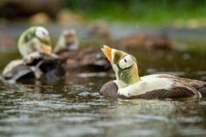 This weekend in Litchfield: Spectacled Eiders at Ripley Waterfowl Conservancy