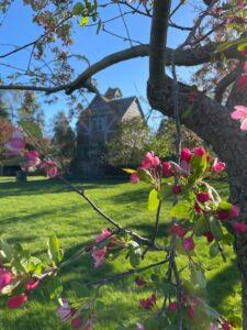 Topsmead apple blossoms
