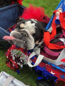 Fourth of July Pet Parade participant