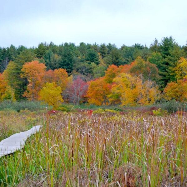 Litchfield is feeling autumn in the air.