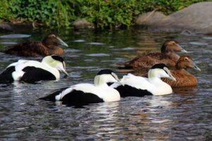 Duck Day 2024 at Ripley Waterfowl Conservancy