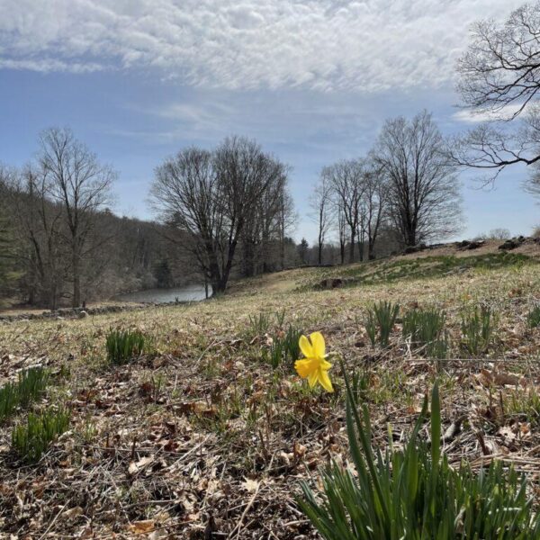Laurel Ridge Daffodils, 1st bloom Spring 2025