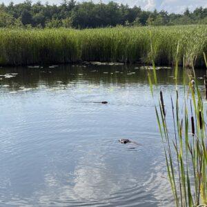 Beaver tour White Memorial Litchfield CT