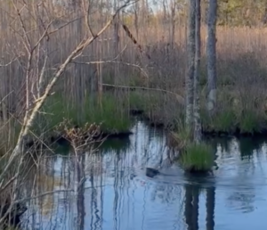 Beaver watching at White Memorial