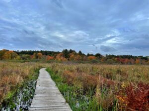 Little Pond Boardwalk, White Memorial